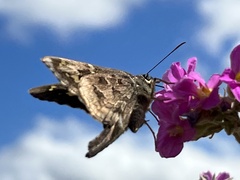 Thorybes dorantes calafia