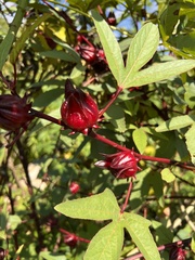 Hibiscus sabdariffa