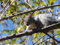 Sciurus arizonensis