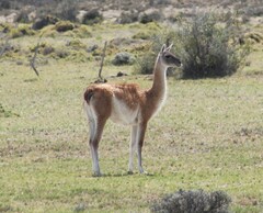 Lama guanicoe