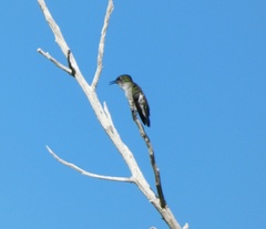 Mellisuga minima