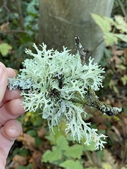 Evernia