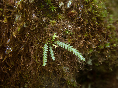 Micropolypodium okuboi