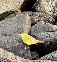 Setophaga petechia aureola