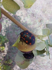 Pachycoris