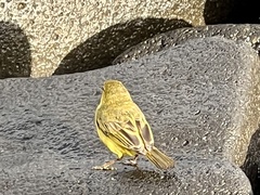 Setophaga petechia aureola