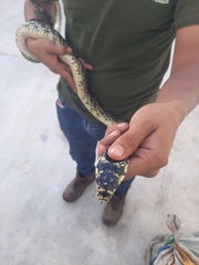 Spilotes pullatus