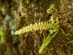 Micropolypodium okuboi