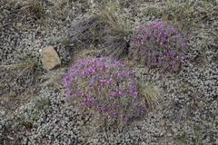 Oxytropis borissoviae