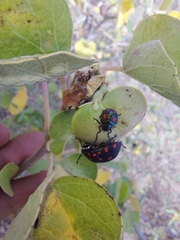 Pachycoris