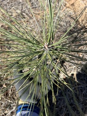 Pinus sabiniana