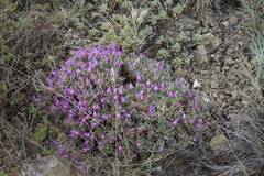 Oxytropis borissoviae
