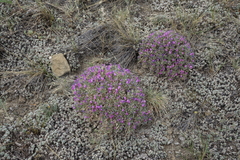 Oxytropis borissoviae