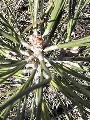 Pinus sabiniana