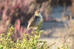 Cisticola tinniens