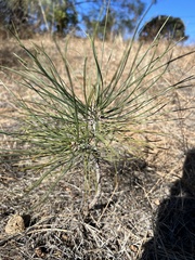 Pinus sabiniana