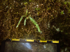 Micropolypodium okuboi