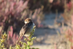 Cisticola tinniens