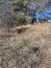 Pinus sabiniana