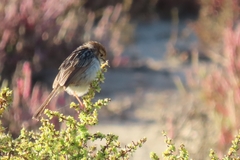 Cisticola tinniens