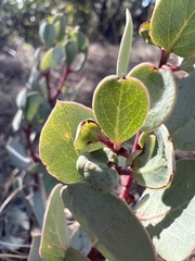 Arctostaphylos manzanita