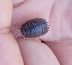 Porcellio dilatatus