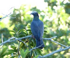 Patagioenas leucocephala