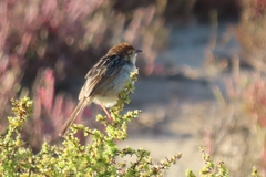 Cisticola tinniens