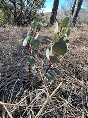 Arctostaphylos manzanita