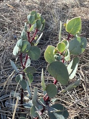 Arctostaphylos manzanita