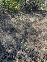 Arctostaphylos manzanita