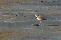 Charadrius collaris