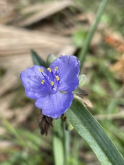 Tradescantia ohiensis