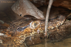 Paleosuchus trigonatus