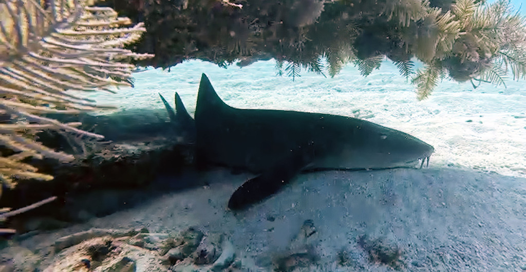 Nurse Shark from Monroe County, FL, USA on November 14, 2022 at 02:47 ...