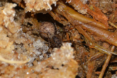 Scytodes globula