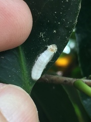 Pulvinaria camelicola