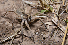 Pavocosa