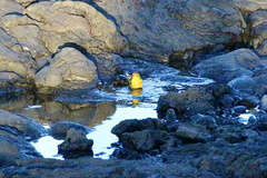 Setophaga petechia aureola