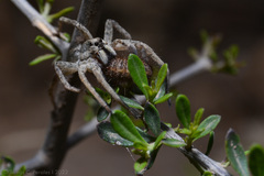 Pavocosa