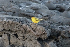 Setophaga petechia aureola