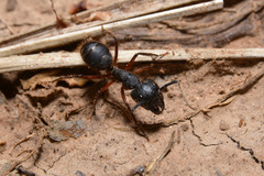 Camponotus rufipes