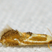 Clemens' Philonome Moth - Photo (c) John Morgan, some rights reserved (CC BY-NC), uploaded by John Morgan