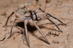 Pavocosa