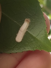 Pulvinaria camelicola
