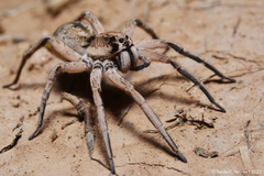 Pavocosa