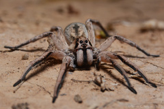 Pavocosa