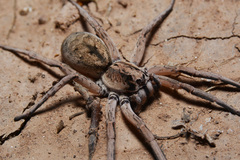 Pavocosa