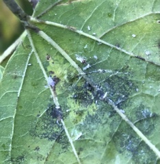Phyllonorycter celtisella