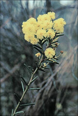 Acacia genistifolia